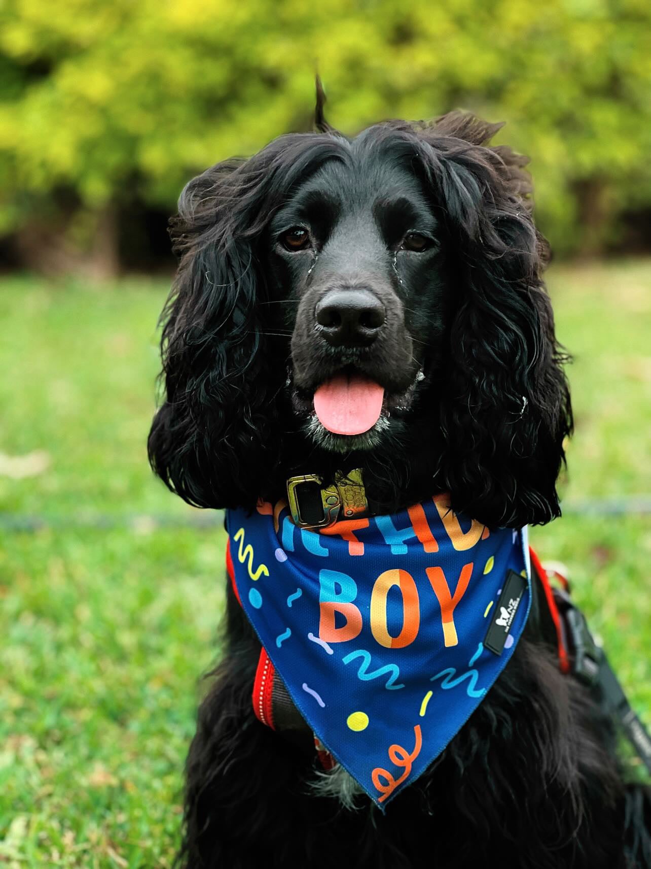 Bandana Birthday Boy