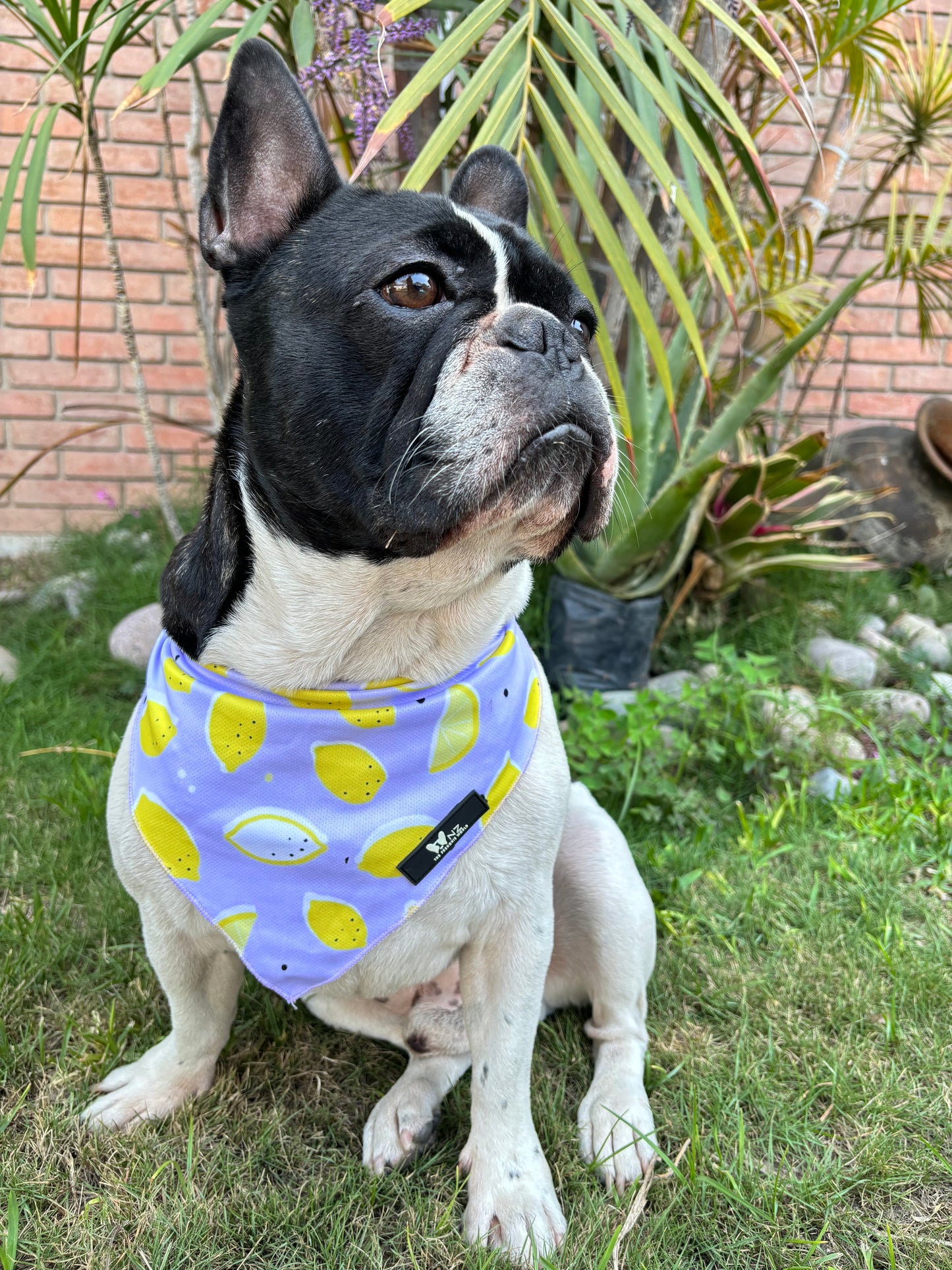 Bandana Positano