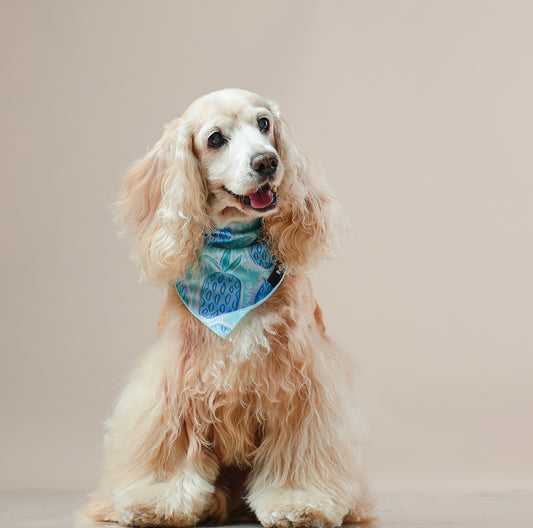 Bandana Princesa